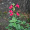 Salvia microphylla